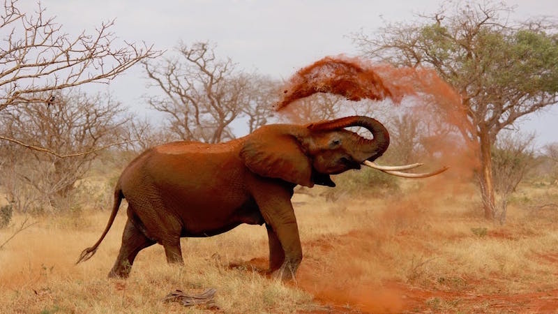 an elephant throwing dirt with its trunk