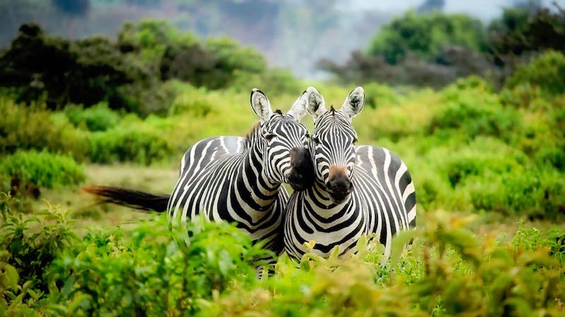 two zebras face to face in a field